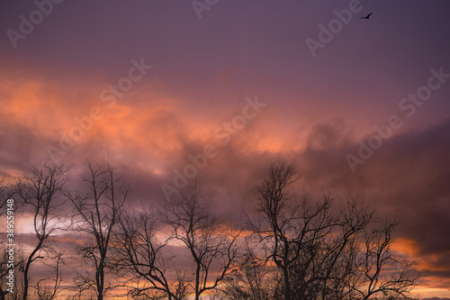 Silhouette leafless tree and sunset sky. Dead tree on dark sunset sky. Romantic and tranquil scene. Dead tree against purple sunset sky. Nature landscape. Peaceful and tranquil abstract background.