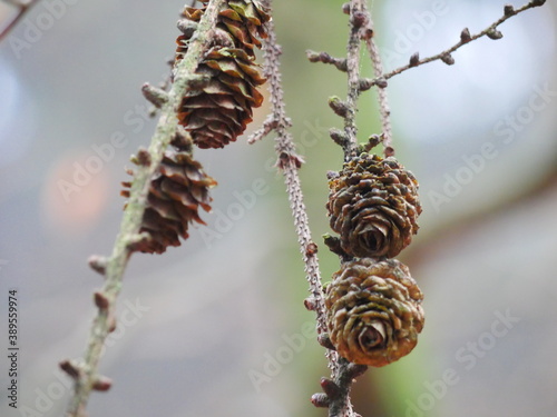 close up of pine cones on the branch