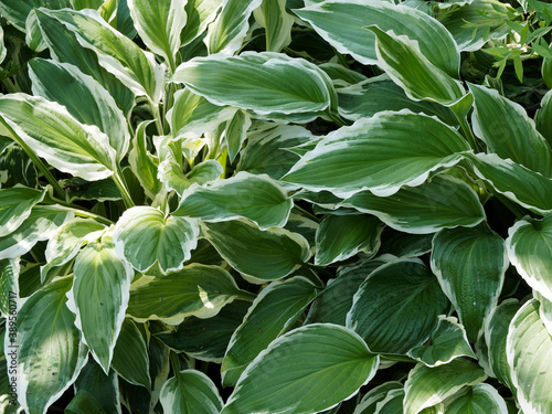 Hosta undulata ‘Albomarginata’. Plantain lily or hosta cultivated for their incredible elegant texture and colorful leaves, green with white margin. 