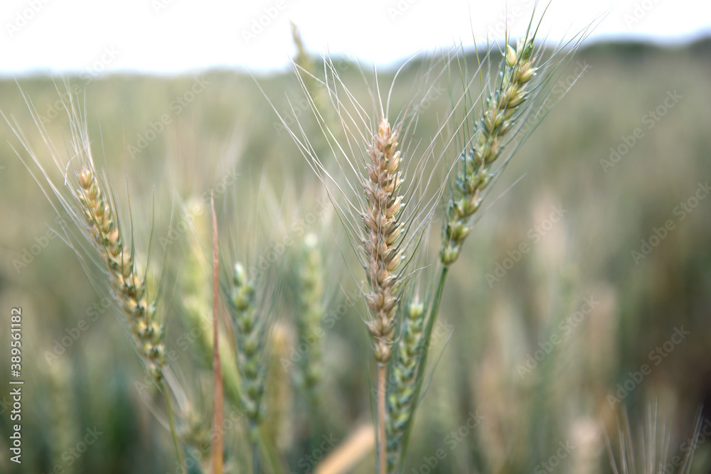 Close-up of ripening wheat ears in summer field