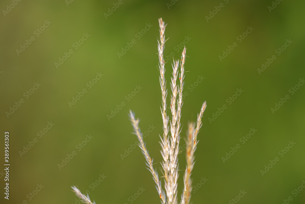 Tips of grass in park Tips of grass in park