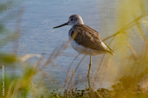 pantana marsh bird po delta regional park comacchio iitaly photo