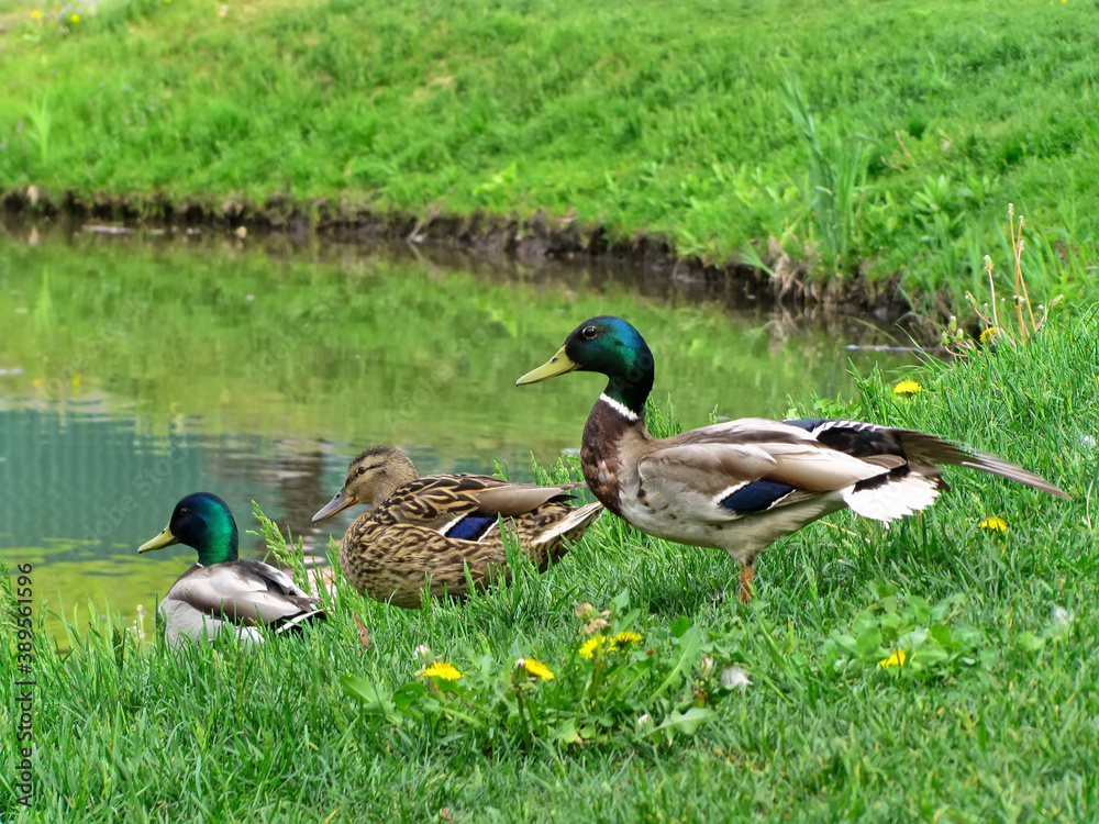 Duck-mallards on the shore of the pond Duck-mallards on the shore of the pond
