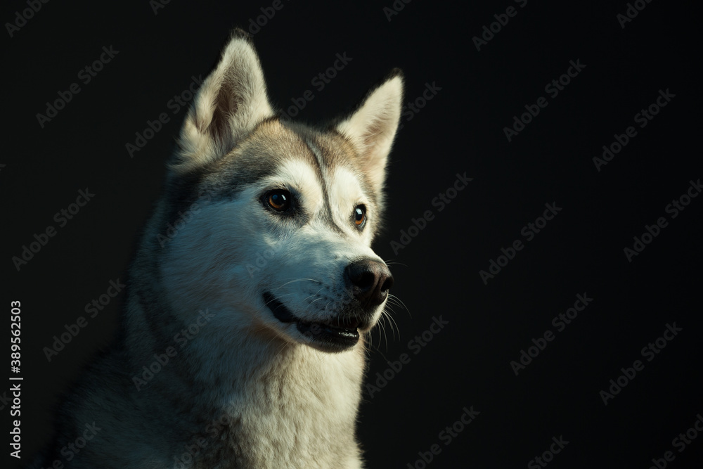 siberian husky dog profile headshot close up in the studio in dramatic lighting looking curious siberian husky dog profile headshot close up in the studio in dramatic lighting looking curious