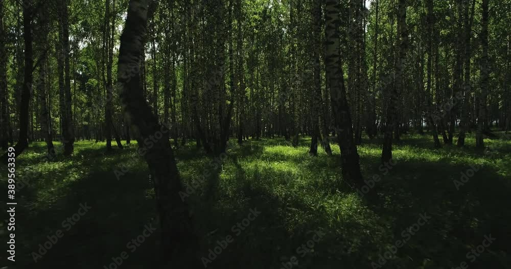 Birch forest with green grass / fast moving in forest. Inside dolly wide mid view at summer sunny sunset Birch forest with green grass / fast moving in forest. Inside dolly wide mid view at summer sunny sunset