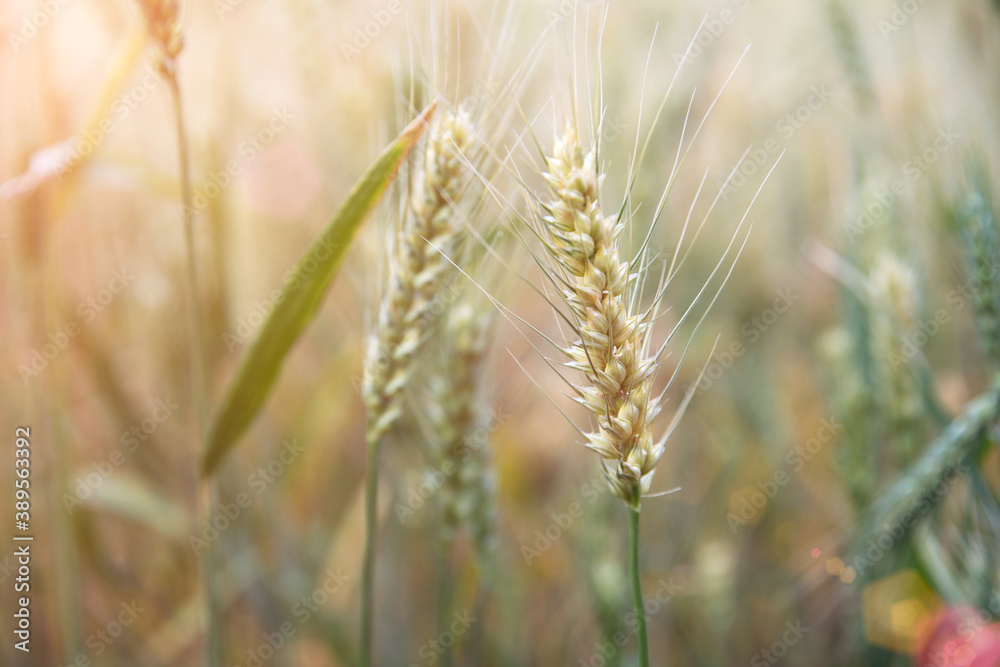 Close-up of wheat ears in the field about to ripen
