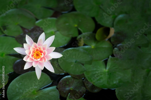 Pink and White lotus flower or water lily. Beautiful Pink and White water lily or lotus flower in pond. Lotus flower on the pond in sunny day.