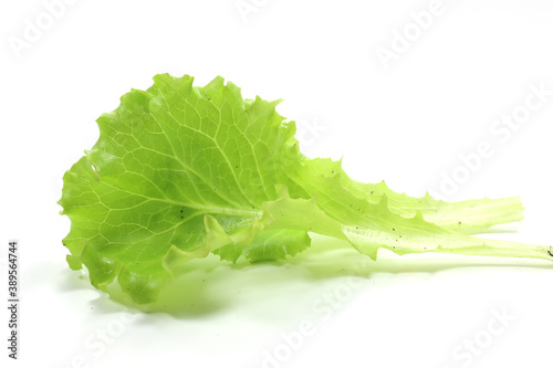 green leaves of gentilina salad