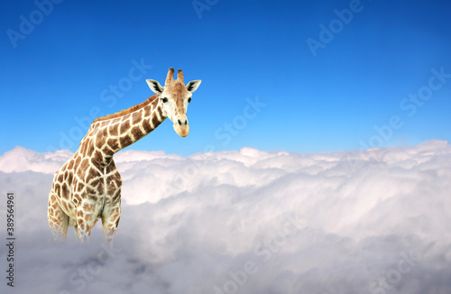 Cute giraffe in the sky © frenta
