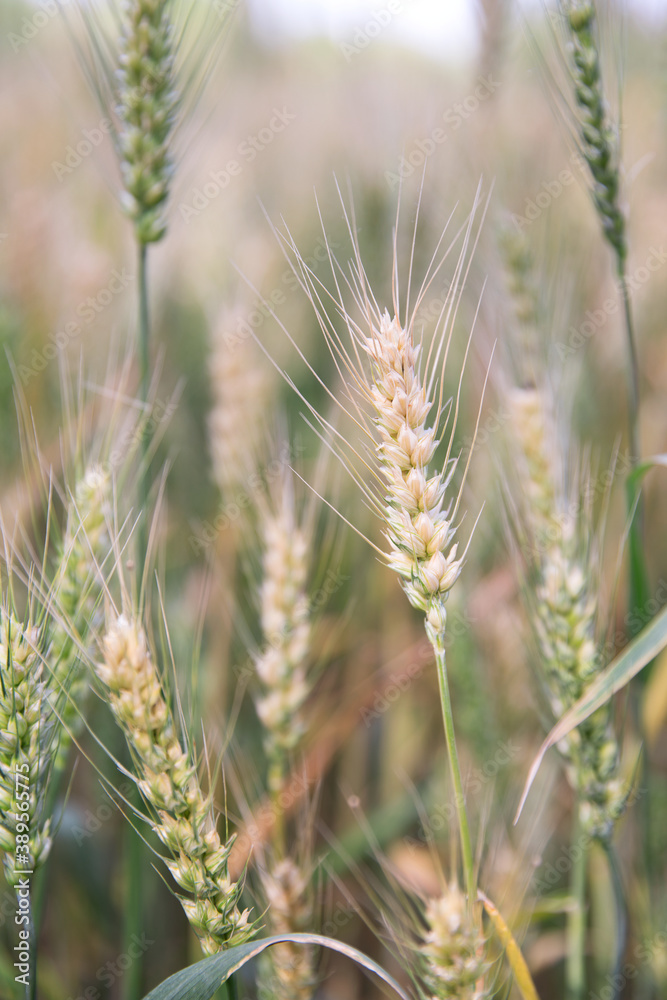 Close-up of wheat ears ripening in summer