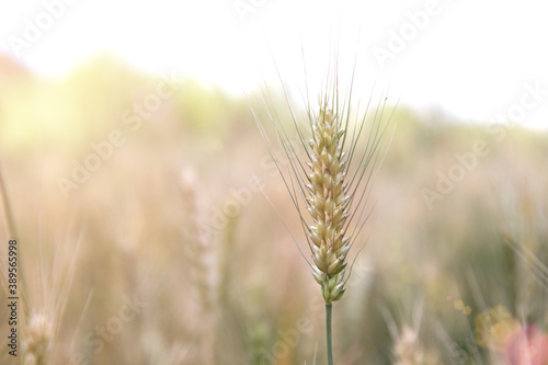 Close-up of wheat ears ripening in summer © zhenya