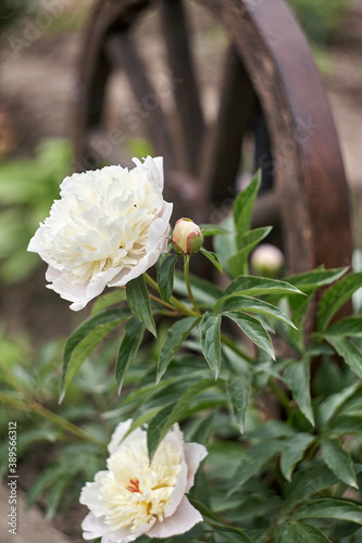 Beautiful blooming pionies flowers in botanic garden. photo