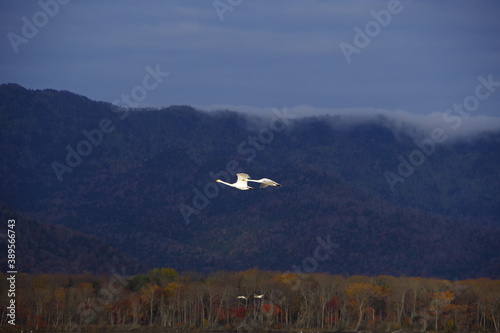 自然の中を優雅に飛ぶ二羽の白鳥。屈斜路湖、北海道、日本。