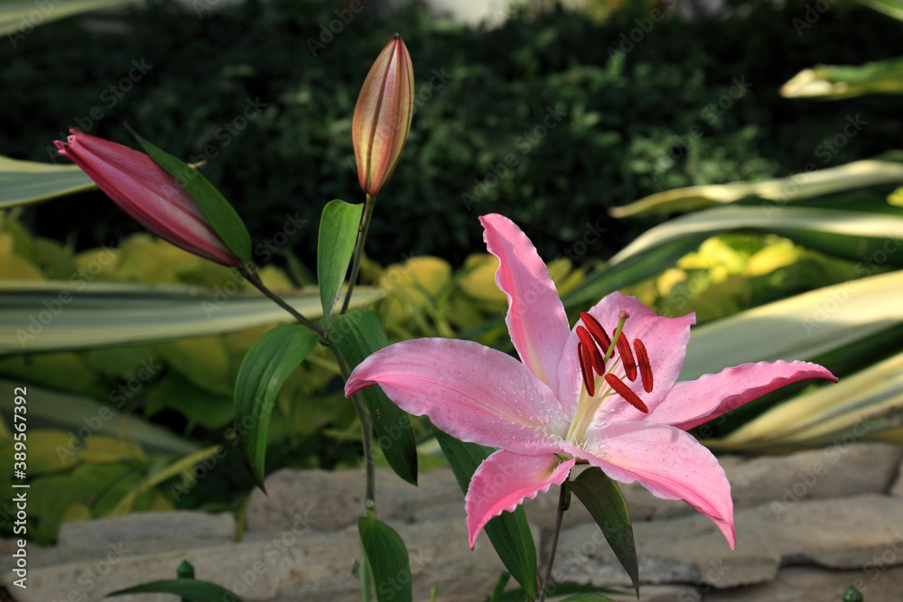 Fototapeta premium ジャスティナ（ユリ）