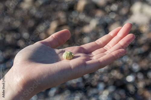 Female hand holding a small seashell (sea urchin) at the beach collecting shells