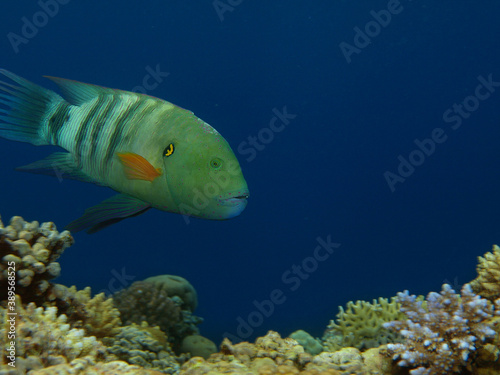 Broomtail wrasse in Red sea