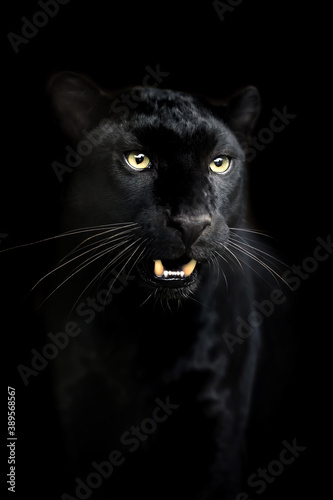 Portrait of black Leopard photo