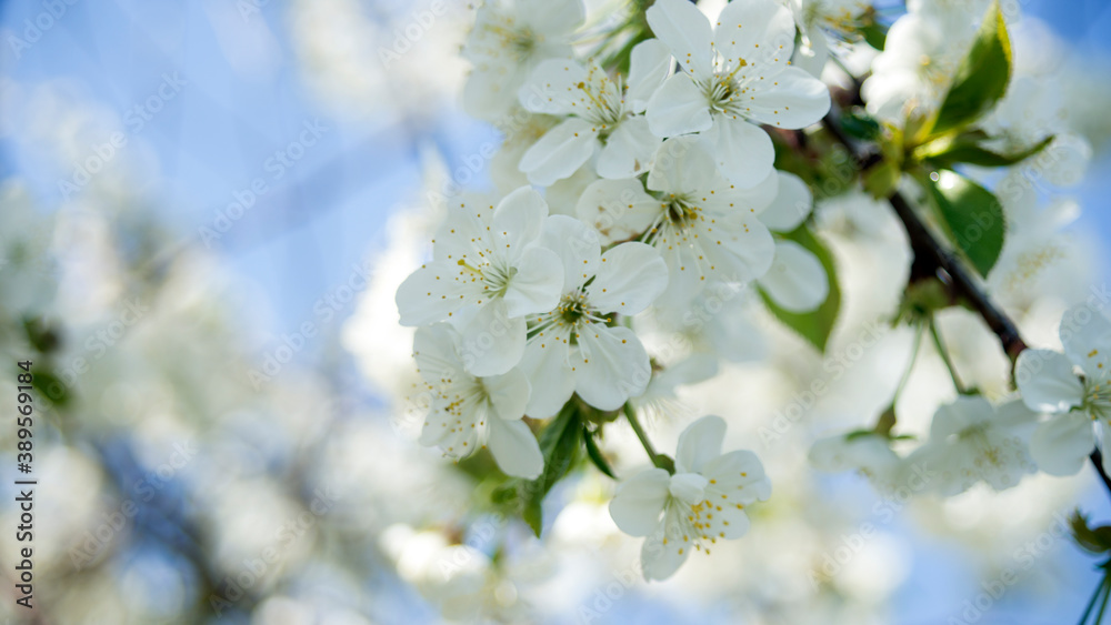 Fototapeta premium Blossoming cherry trees in spring