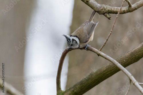 tit on a branch in the forest photo