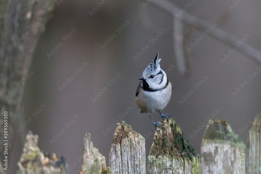 Fototapeta premium tit on a branch in the forest