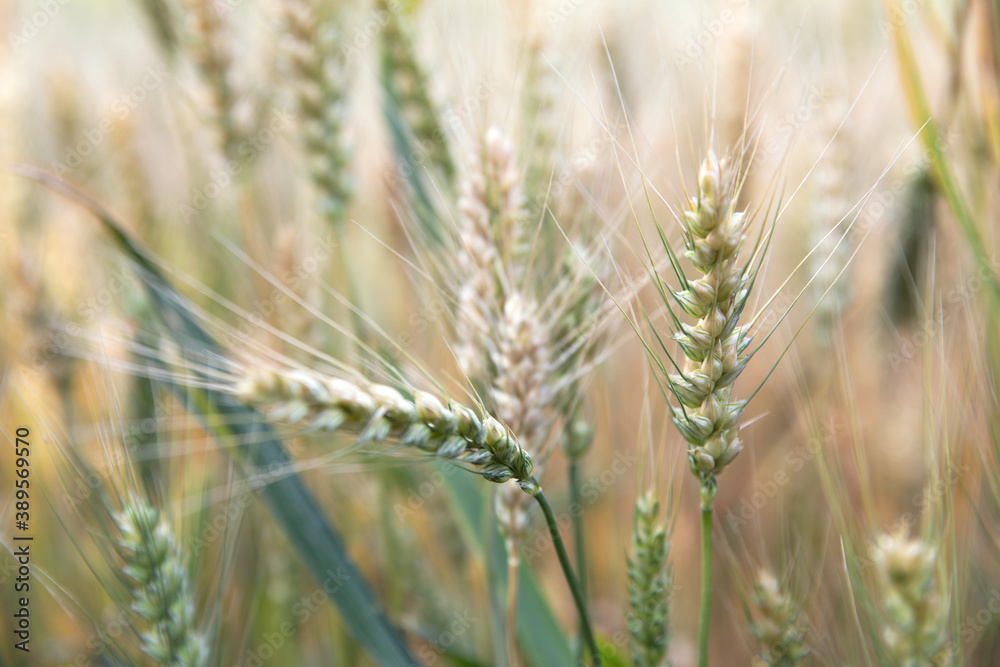 Close-up of ripening wheat in the summer field
