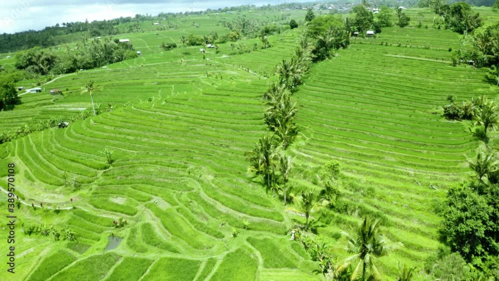 Beautiful aerial view of growing paddy fields Beautiful aerial view of growing paddy fields