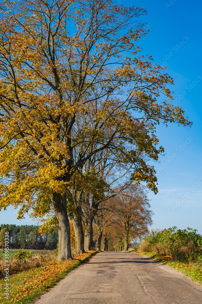 autumn road, autumn, road, village, tree, nature, poland autumn road, autumn, road, village, tree, nature, poland