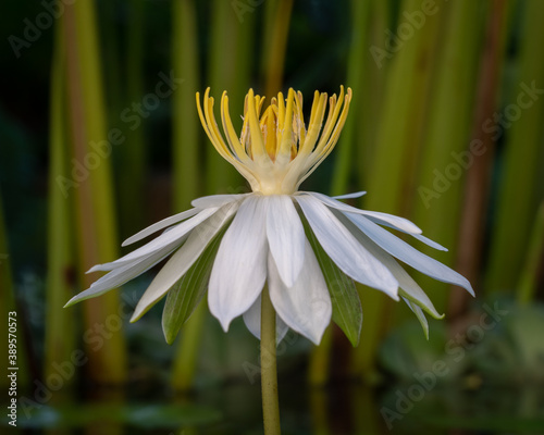Closeup view of bright white night blooming water lily nymphaea flower on natural background