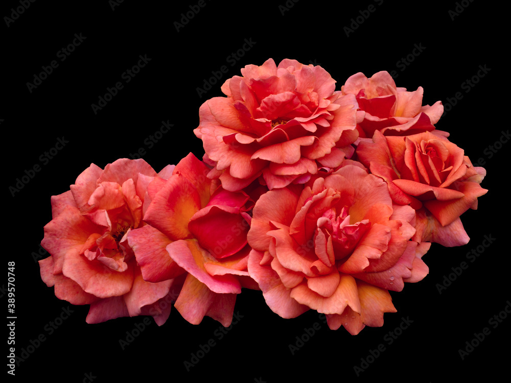 Scarlet rose flowers arrangement isolated on black background Scarlet rose flowers arrangement isolated on black background
