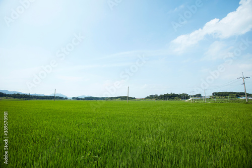rice field and blue sky © stciel