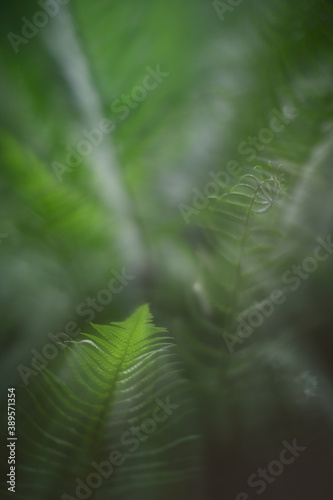 Fern leaves in a mythical light