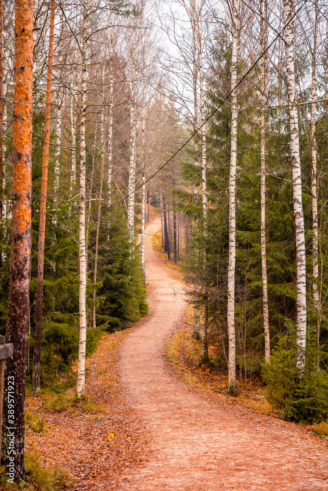 Fototapeta premium Lapland landscape in finland, Finland