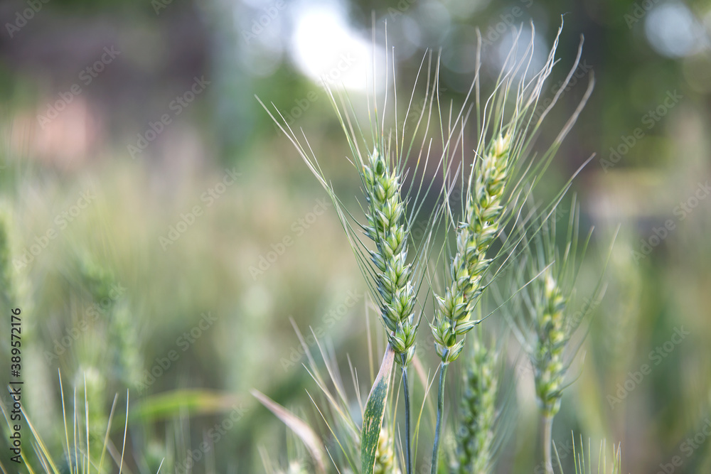 Closeup of green wheat ears in outdoor wheat field Closeup of green wheat ears in outdoor wheat field