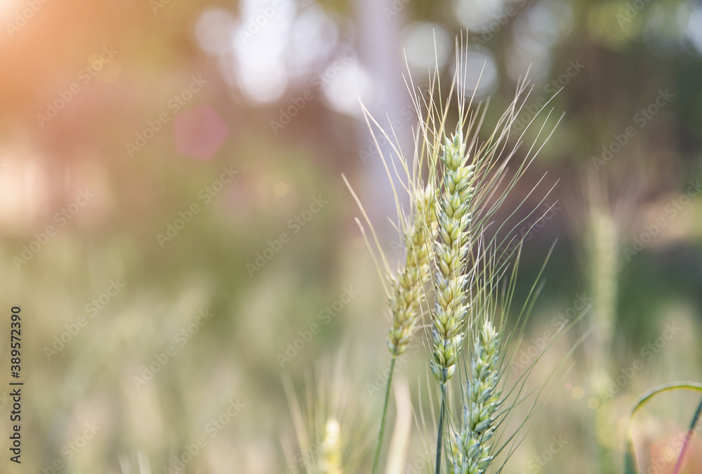 Closeup of green wheat ears in outdoor wheat field Closeup of green wheat ears in outdoor wheat field