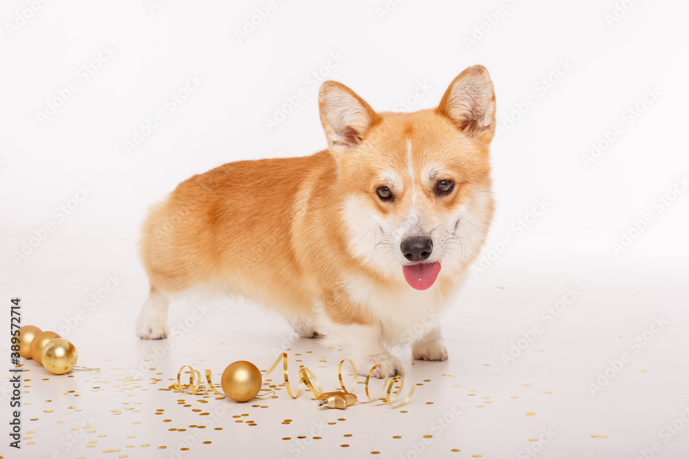 Corgi dog on a white background celebrates new year, Christmas Corgi dog on a white background celebrates new year, Christmas