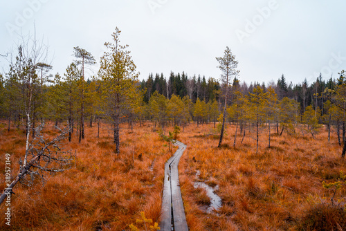 Autumn in Lapland Finland, lake and forest, nature photography. Travel