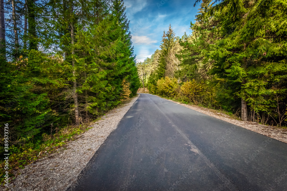 Fototapeta premium A Road in the forest