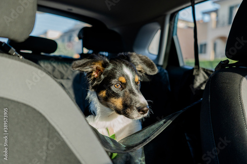 Tricolor border collie dog sitting in back seat of car on a pet seat with sun on face. © MinekPSC