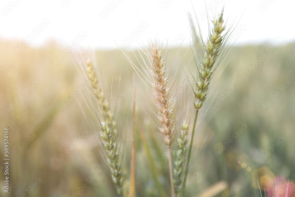 Close-up of wheat ears, a traditional crop that is about to mature Close-up of wheat ears, a traditional crop that is about to mature