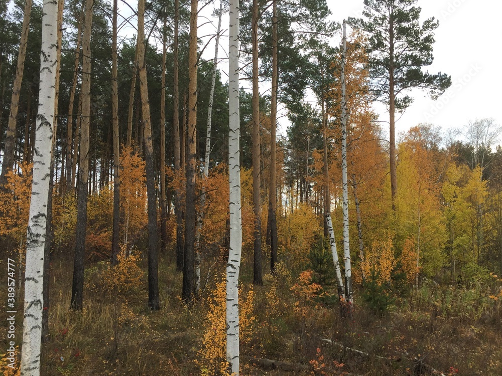 Fototapeta Ural wood landscape during fall, Yekaterinburg, Russia