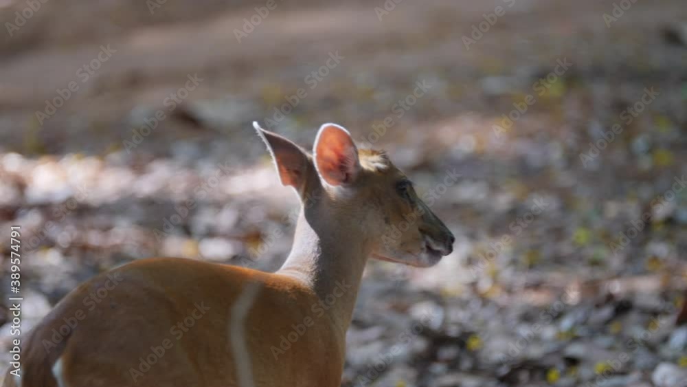 barking deer living in nature field, Muntiacus muntjak, Common barking deer, Common muntjac, wildlife in slow-motion shot