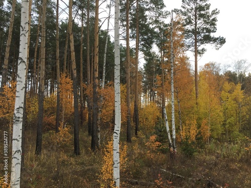 Ural wood landscape during fall, Yekaterinburg, Russia