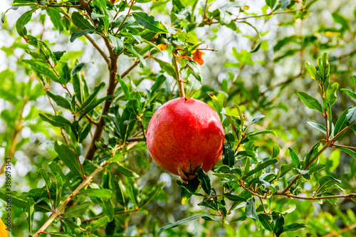 Ripe pomegranate fruit on tree at the orchard