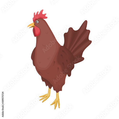 Cock of animal cartoon vector icon.Cartoon vector illustration rooster. Isolated illustration of cock rooster icon on white background.