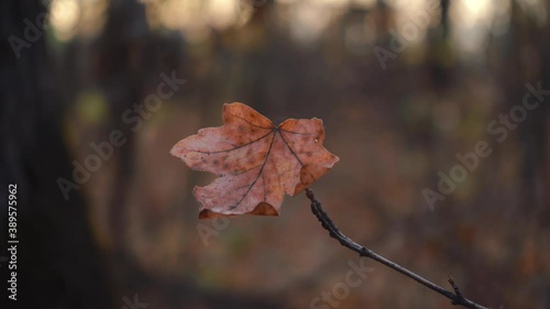 autumn time, a lone leaf that hasn't fallen swings on a branch photo