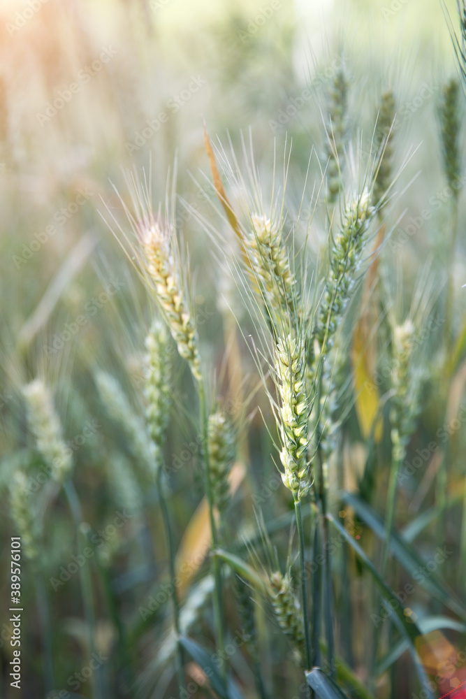 Close-up of wheat ears ripening in summer