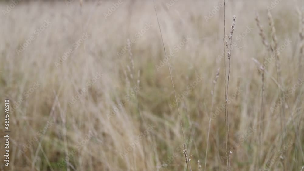 Dry grass in a autumn field in the wind. Nature background Dry grass in a autumn field in the wind. Nature background