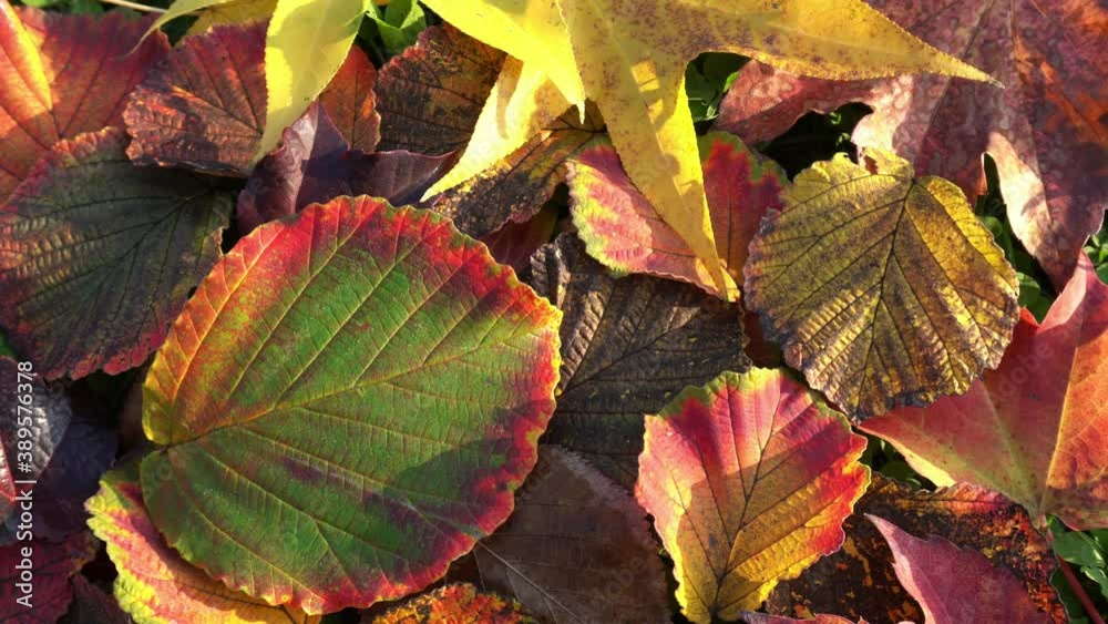 beautiful various colors of autumn leaves in a park beautiful various colors of autumn leaves in a park