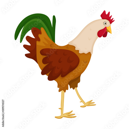 Cock of animal cartoon vector icon.Cartoon vector illustration rooster. Isolated illustration of cock rooster icon on white background.