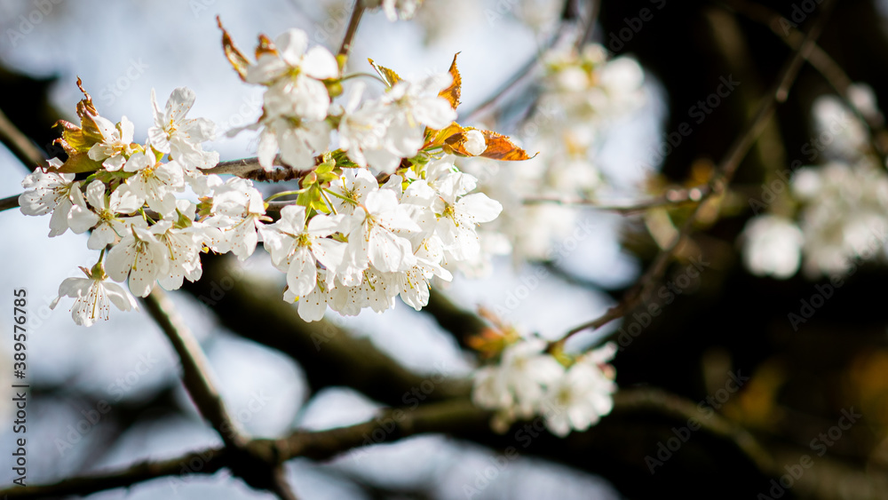 cherry blossoms in spring 